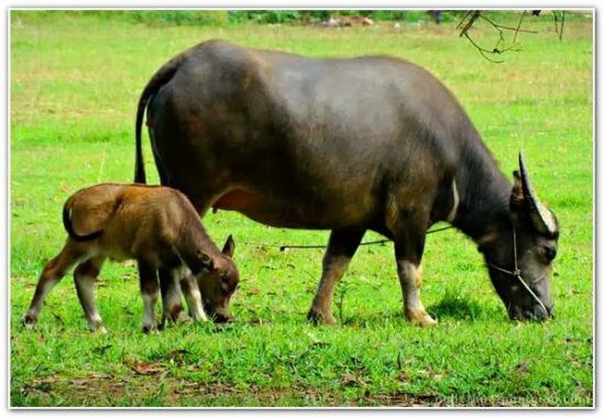 Mơ trâu đánh con gì đề thủ nhất định phải biết